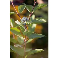 Kategorie <b>Blütensträucher und Ziergehölze </b> - Cornus alba 'Siberian Pearls' 60-100 cm