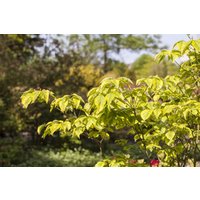 Blütensträucher und Ziergehölze - Cornus florida 'Rainbow' 60-80 cm