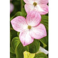 Blütensträucher und Ziergehölze - Cornus kousa 'Satomi' 40-60 cm
