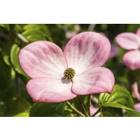 Blütensträucher und Ziergehölze - Cornus kousa 'Satomi Compact' 100-125 cm