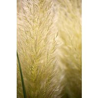 Kategorie <b>Gräser </b> - Cortaderia selloana 'Evita' -R- 3-5 Liter Container (Wuchs jahreszeitlich)