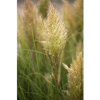 Kategorie <b>Gräser </b> - Cortaderia selloana 'Liliput' 3-5 Liter Container (Wuchs jahreszeitlich)