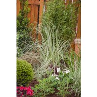 Kategorie <b>Gräser </b> - Cortaderia selloana 'Silver Star' 3-5 Liter Container (Wuchs jahreszeitlich)