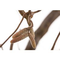 Kategorie <b>Laubbäume </b> - Corylus avellana 'Contorta' 60-80 cm