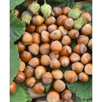 Kategorie <b>Nüsse </b> - Corylus avellana 'Wunder aus Bollweiler' 60-100 cm