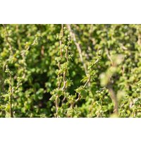Kategorie <b>Nüsse </b> - Corylus avellana Scooter 60-80 cm