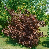 Kategorie <b>Laubbäume </b> - Corylus maxima 'Purpurea' 60-100 cm