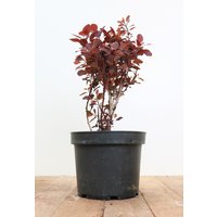 Kategorie <b>Produkt nicht gewünscht </b> - Cotinus coggygria 'Lilla' -S- 40-60 cm