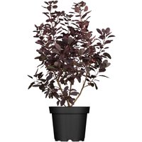 Kategorie <b>Produkt nicht gewünscht </b> - Cotinus coggygria 'Royal Purple' 40-60 cm
