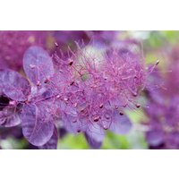Kategorie <b>Produkt nicht gewünscht </b> - Cotinus coggygria 'Royal Purple' 60 cm Stammhöhe