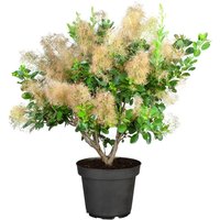 Kategorie <b>Laubbäume </b> - Cotinus coggygria 'Young Lady' -S- 40-60 cm