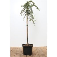 Kategorie <b>Bodendecker </b> - Cotoneaster dammeri 'Frieders Evergreen' auf Stamm 60 cm Stammhöhe