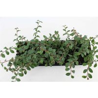 Kategorie <b>Bodendecker </b> - Cotoneaster dammeri radicans ca. 9x9 cm Topf (Wuchs jahreszeitlich)