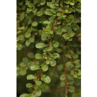 Kategorie <b>Bodendecker </b> - Cotoneaster micro.'Cochleatus' ca. 9x9 cm Topf (Wuchs jahreszeitlich)
