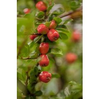 Kategorie <b>Bodendecker </b> - Cotoneaster x suecicus 'Coral Beauty' 80 cm Stammhöhe