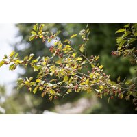 Kategorie <b>Produkt nicht gewünscht </b> - Crataegus monogyna 40-60 cm