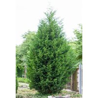 Kategorie <b>Nadelbäume u. Koniferen </b> - Cupressocyparis leylandii 60-80 cm