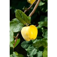 Kategorie <b>Quitten </b> - Cydonia 'Apfelquitte' 40 cm Stammhöhe