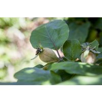 Kategorie <b>Obst </b> - Cydonia 'Konstantinop.Apfelquitte' CAC 150-200 cm