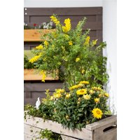 Kategorie <b>Produkt nicht gewünscht </b> - Cytisus nigricans 'Cyni' 30-40 cm