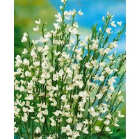Kategorie <b>Blütensträucher und Ziergehölze </b> - Cytisus praecox 'White Lion' 30-40 cm