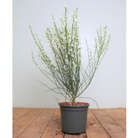 Kategorie <b>Blütensträucher und Ziergehölze </b> - Cytisus praecox 'White Lion' 40-60 cm
