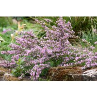 Kategorie <b>Laubbäume </b> - Cytisus purpureus 20-30 cm
