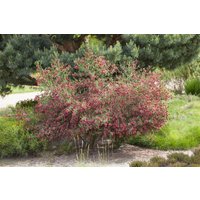 Kategorie <b>Produkt nicht gewünscht </b> - Cytisus scoparius 'Boskoop Ruby' 40-60 cm