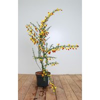 Kategorie <b>Laubbäume </b> - Cytisus scoparius 'Dragonfly' 30-40 cm