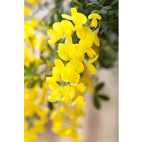 Kategorie <b>Laubbäume </b> - Cytisus scoparius 'Gelber Funke' 40-60 cm
