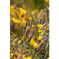 Kategorie <b>Blütensträucher und Ziergehölze </b> - Cytisus scoparius 'Jessica' 30-40 cm