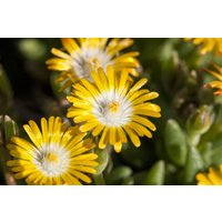 Kategorie <b>Stauden </b> - Delosperma Golden Nugget 2 Liter Container (Wuchs jahreszeitlich)