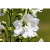 Kategorie <b>Produkt nicht gewünscht </b> - Delphinium Magic Fountain weiß P1 (Wuchs jahreszeitlich)