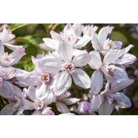 Kategorie <b>Produkt nicht gewünscht </b> - Deutzia 'Mont Rose' 60-100 cm