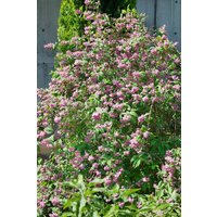 Kategorie <b>Hecken </b> - Deutzia 'Strawberry Fields'40- 60 cm