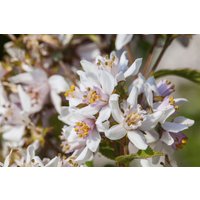 Kategorie <b>Produkt nicht gewünscht </b> - Deutzia kalmiiflora C 5 60- 100