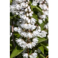 Kategorie <b>Produkt nicht gewünscht </b> - Deutzia magnifica C 5 60- 100
