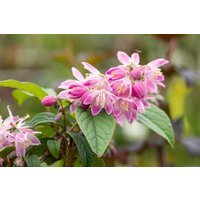 Kategorie <b>Produkt nicht gewünscht </b> - Deutzia magnifica 'Tourbillon Rouge' 60- 80 cm