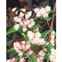 Kategorie <b>Blütensträucher und Ziergehölze </b> - Deutzia scabra 'Codsall Pink' 7,80- 100 cm