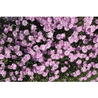 Kategorie <b>Stauden </b> - Dianthus gratianop.'Pink Jewel' 2 Liter Container (Wuchs jahreszeitlich)