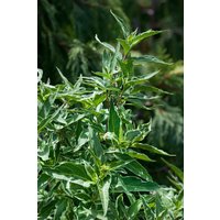 Kategorie <b>Produkt nicht gewünscht </b> - Diervilla sessiliflora 'Butterfly' 30-40 cm