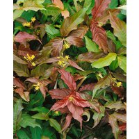 Kategorie <b>Produkt nicht gewünscht </b> - Diervilla sessiliflora 'Dise' 60-80 cm