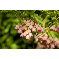 Kategorie <b>Laubbäume </b> - Enkianthus campanulatus 60-80 cm