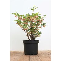 Kategorie <b>Laubbäume </b> - Enkianthus campanulatus 40-60 cm