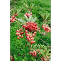 Kategorie <b>Laubbäume </b> - Enkianthus campanulatus 'Ruby Glow' 60-80 cm