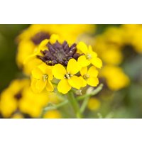 Kategorie <b>Produkt nicht gewünscht </b> - Erysimum hybr. Fragrant Sunshine 2 Liter Container (Wuchs jahreszeitlich)