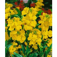 Kategorie <b>Stauden </b> - Erysimum x cheiri Golden Jubilee 2 Liter Container (Wuchs jahreszeitlich)