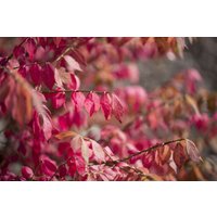 Kategorie <b>Laubbäume </b> - Euonymus alatus 30-40 cm