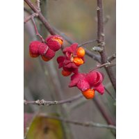 Laubbäume - Euonymus europaeus 60-100 cm