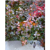 Kategorie <b>Produkt nicht gewünscht </b> - Euonymus fortunei 'Coloratus' ca. 9x9 cm Topf (Wuchs jahreszeitlich)